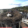 18_45-nest.jpg