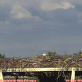 18_50-mast.jpg