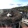 18_50-nest.jpg