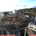 18_55-nest.jpg