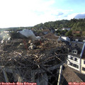 19_00-nest.jpg