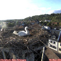 19_05-nest.jpg