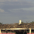 19_10-mast.jpg