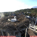 19_10-nest.jpg
