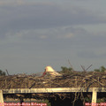 19_15-mast.jpg