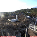 19_15-nest.jpg