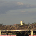 19_20-mast.jpg