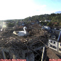 19_20-nest.jpg