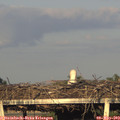 19_25-mast.jpg