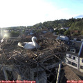 19_25-nest.jpg