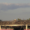 19_30-mast.jpg
