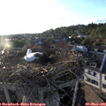 19_30-nest.jpg