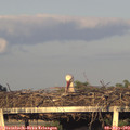 19_35-mast.jpg