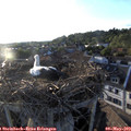 19_35-nest.jpg
