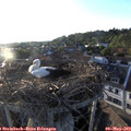 19_40-nest.jpg