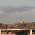 19_45-mast.jpg