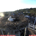 19_45-nest.jpg