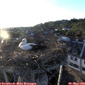 19_50-nest.jpg