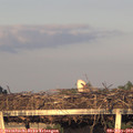 19_55-mast.jpg