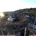 19_55-nest.jpg