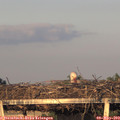20_00-mast.jpg