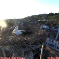 20_00-nest.jpg