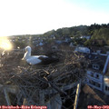 20_05-nest.jpg