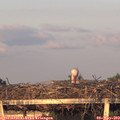 20_10-mast.jpg