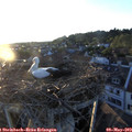 20_10-nest.jpg