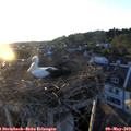 20_15-nest.jpg