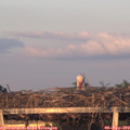 20_20-mast.jpg