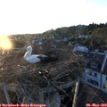 20_20-nest.jpg