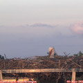 20_30-mast.jpg