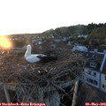 20_30-nest.jpg
