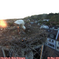 20_35-nest.jpg