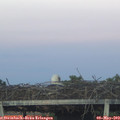 20_40-mast.jpg