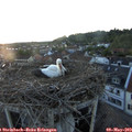 20_40-nest.jpg