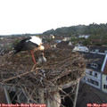 05_50-nest.jpg
