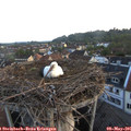 05_55-nest.jpg