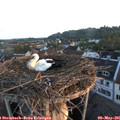 06_10-nest.jpg