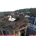 06_15-nest.jpg