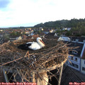 06_25-nest.jpg