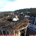 06_30-nest.jpg