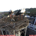 06_45-nest.jpg