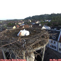 06_50-nest.jpg