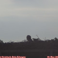 07_20-mast.jpg
