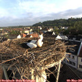 07_20-nest.jpg