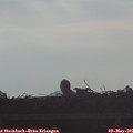 07_25-mast.jpg