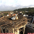 07_25-nest.jpg