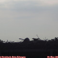 07_35-mast.jpg